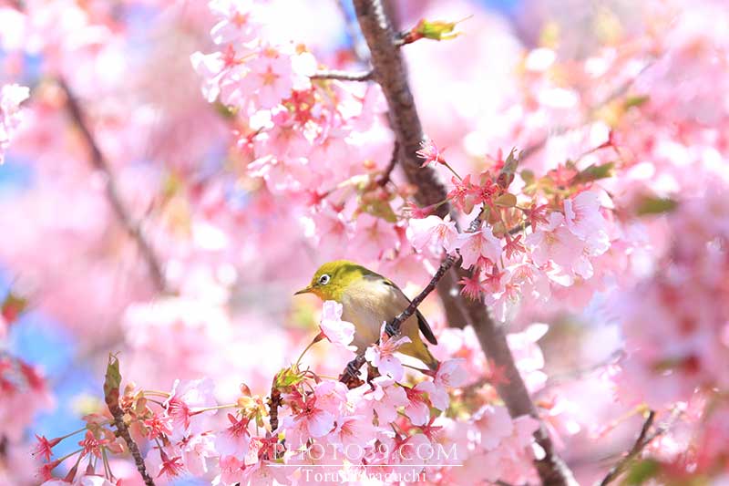 河津桜とメジロ写真